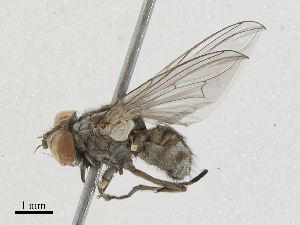  ( - BIOUG91387-A02)  @11 [ ] CreativeCommons - Attribution (2023) CBG Photography Group Centre for Biodiversity Genomics