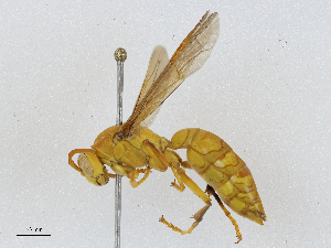  ( - BIOUG91387-A10)  @11 [ ] CreativeCommons - Attribution (2023) CBG Photography Group Centre for Biodiversity Genomics