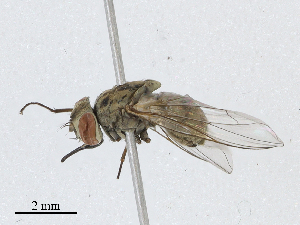  ( - BIOUG91387-B06)  @11 [ ] CreativeCommons - Attribution (2023) CBG Photography Group Centre for Biodiversity Genomics