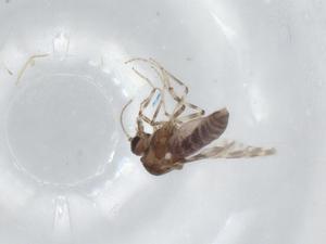  ( - BIOUG92452-B02)  @11 [ ] CreativeCommons - Attribution (2023) Centre for Biodiversity Genomics Centre for Biodiversity Genomics