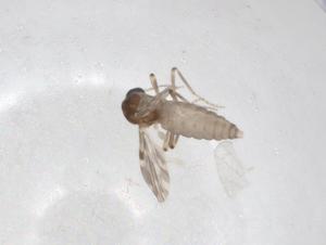  ( - BIOUG92477-E04)  @11 [ ] CreativeCommons - Attribution (2023) Centre for Biodiversity Genomics Centre for Biodiversity Genomics