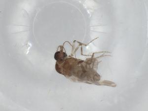  ( - BIOUG92996-C10)  @11 [ ] CreativeCommons - Attribution (2023) Centre for Biodiversity Genomics Centre for Biodiversity Genomics