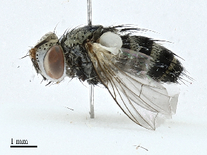  ( - BIOUG97774-G09)  @11 [ ] CreativeCommons - Attribution (2023) CBG Photography Group Centre for Biodiversity Genomics