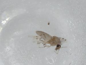  ( - CBG-A01518-C11)  @11 [ ] CreativeCommons - Attribution (2023) Centre for Biodiversity Genomics Centre for Biodiversity Genomics