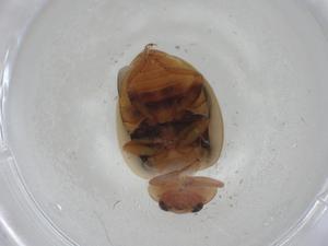  ( - CBG-A01530-B12)  @11 [ ] CreativeCommons - Attribution (2023) Centre for Biodiversity Genomics Centre for Biodiversity Genomics