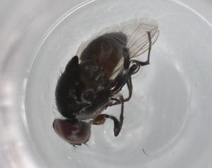  ( - CBG-A00739-C01)  @11 [ ] CreativeCommons - Attribution (2023) Centre for Biodiversity Genomics Centre for Biodiversity Genomics