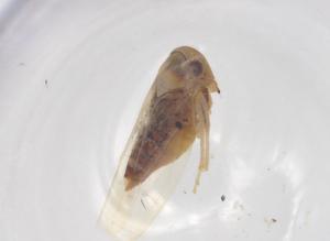  ( - CBG-A00750-D10)  @11 [ ] CreativeCommons - Attribution (2023) Centre for Biodiversity Genomics Centre for Biodiversity Genomics