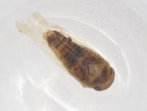  ( - CBG-A00750-E02)  @11 [ ] CreativeCommons - Attribution (2023) Centre for Biodiversity Genomics Centre for Biodiversity Genomics