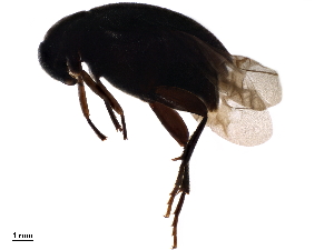  ( - BIOUG42247-A04)  @11 [ ] CreativeCommons - Attribution (2020) CBG Photography Group Centre for Biodiversity Genomics