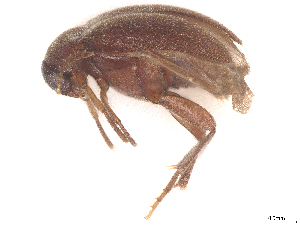  (Micropelecotoides c.f.  biroi - BIOUG42247-A04)  @11 [ ] CreativeCommons - Attribution (2026) CBG Photography Group Centre for Biodiversity Genomics