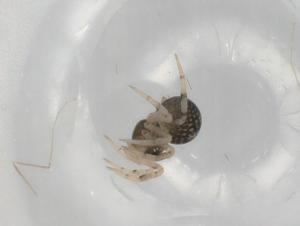  (Yaginumena - BIOUG90721-G03)  @11 [ ] CreativeCommons - Attribution (2022) Centre for Biodiversity Genomics Centre for Biodiversity Genomics