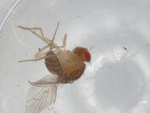  (Drosophila brachynephros - BIOUG97701-H05)  @11 [ ] CreativeCommons - Attribution (2023) Centre for Biodiversity Genomics Centre for Biodiversity Genomics