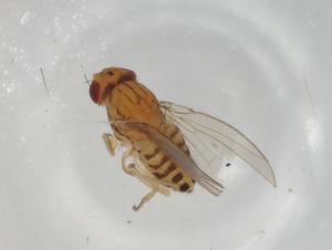  ( - BIOUG98283-E12)  @11 [ ] CreativeCommons - Attribution (2023) Centre for Biodiversity Genomics Centre for Biodiversity Genomics