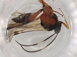  ( - BIOUG98296-F04)  @11 [ ] CreativeCommons - Attribution (2023) Centre for Biodiversity Genomics Centre for Biodiversity Genomics