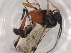  ( - BIOUG98296-F10)  @11 [ ] CreativeCommons - Attribution (2023) Centre for Biodiversity Genomics Centre for Biodiversity Genomics