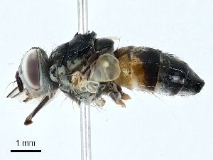 (Dexiomimops - BIOUG98652-E08)  @11 [ ] CreativeCommons - Attribution (2023) CBG Photography Group Centre for Biodiversity Genomics