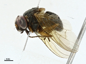  ( - BIOUG98655-G02)  @11 [ ] CreativeCommons - Attribution (2023) CBG Photography Group Centre for Biodiversity Genomics
