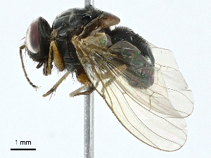  ( - BIOUG99541-C11)  @11 [ ] CreativeCommons - Attribution (2023) CBG Photography Group Centre for Biodiversity Genomics