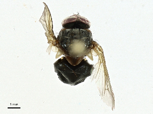  ( - BIOUG99542-B01)  @11 [ ] CreativeCommons - Attribution (2023) CBG Photography Group Centre for Biodiversity Genomics