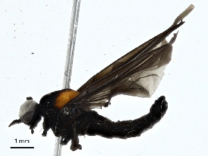  ( - BIOUG99542-B05)  @11 [ ] CreativeCommons - Attribution (2023) CBG Photography Group Centre for Biodiversity Genomics