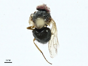  ( - BIOUG99542-B08)  @11 [ ] CreativeCommons - Attribution (2023) CBG Photography Group Centre for Biodiversity Genomics