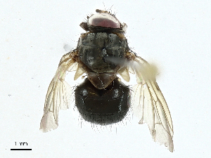  ( - BIOUG99542-D03)  @11 [ ] CreativeCommons - Attribution (2023) CBG Photography Group Centre for Biodiversity Genomics