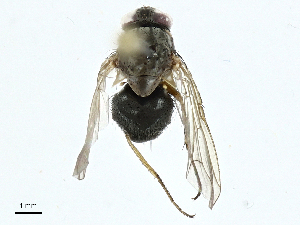  ( - BIOUG99542-D05)  @11 [ ] CreativeCommons - Attribution (2023) CBG Photography Group Centre for Biodiversity Genomics