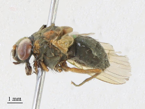  ( - CBG-A16720-C07)  @11 [ ] CreativeCommons - Attribution Share - Alike (2023) CBG Photography Group Centre for Biodiversity Genomics