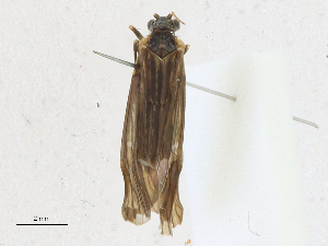  (Apsilochorema iranicum - CBG-A21689-D06)  @11 [ ] CreativeCommons - Attribution Share-Alike (2023) CBG Photography Group Centre for Biodiversity Genomics