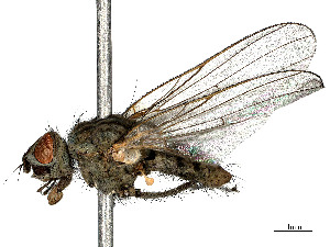  ( - BIOUG99559-F01)  @11 [ ] CreativeCommons - Attribution (2023) CBG Photography Group Centre for Biodiversity Genomics