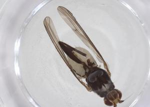  (Tenuia - CBG-A42956-G09)  @11 [ ] CreativeCommons - Attribution Share - Alike (2024) Centre for Biodiversity Genomics Centre for Biodiversity Genomics