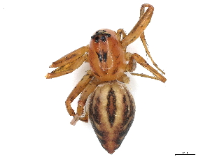  ( - CBG-A00272-H06)  @11 [ ] CreativeCommons - Attribution (2023) CBG Photography Group Centre for Biodiversity Genomics