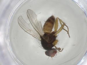  (Lispocephala miki - CBG-A02153-H06)  @11 [ ] CreativeCommons - Attribution (2023) Centre for Biodiversity Genomics Centre for Biodiversity Genomics