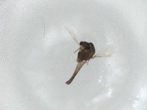  ( - CBG-A02558-G05)  @11 [ ] CreativeCommons - Attribution (2023) Centre for Biodiversity Genomics Centre for Biodiversity Genomics