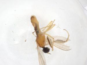  ( - CBG-A02572-B01)  @11 [ ] CreativeCommons - Attribution (2023) Centre for Biodiversity Genomics Centre for Biodiversity Genomics