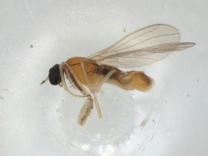  ( - CBG-A02580-G02)  @11 [ ] CreativeCommons - Attribution (2023) Centre for Biodiversity Genomics Centre for Biodiversity Genomics