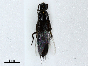  ( - CBG-A02874-C12)  @11 [ ] CreativeCommons - Attribution (2023) CBG Photography Group Centre for Biodiversity Genomics