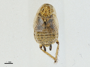  ( - CBG-A04498-H01)  @11 [ ] CreativeCommons - Attribution (2023) CBG Photography Group Centre for Biodiversity Genomics