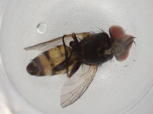  ( - BIOUG89546-A05)  @11 [ ] CreativeCommons - Attribution (2022) Centre for Biodiversity Genomics Centre for Biodiversity Genomics