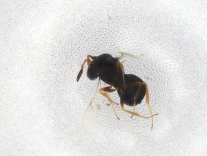  ( - BIOUG89547-G02)  @11 [ ] CreativeCommons - Attribution (2022) Centre for Biodiversity Genomics Centre for Biodiversity Genomics