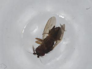  ( - BIOUG97352-D08)  @11 [ ] CreativeCommons - Attribution (2023) Centre for Biodiversity Genomics Centre for Biodiversity Genomics