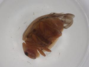  ( - BIOUG99781-A12)  @11 [ ] CreativeCommons - Attribution (2023) Centre for Biodiversity Genomics Centre for Biodiversity Genomics