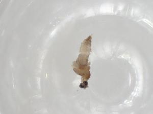  ( - BIOUG99790-H01)  @11 [ ] CreativeCommons - Attribution (2023) Centre for Biodiversity Genomics Centre for Biodiversity Genomics