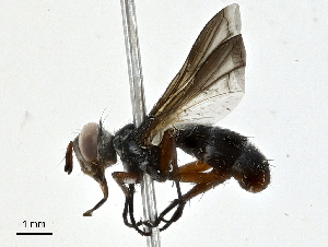  ( - CBG-A01174-D01)  @11 [ ] CreativeCommons - Attribution (2023) CBG Photography Group Centre for Biodiversity Genomics