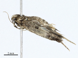  ( - CBG-A01175-F03)  @11 [ ] CreativeCommons - Attribution (2023) CBG Photography Group Centre for Biodiversity Genomics