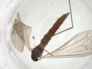  ( - CBG-A00975-A12)  @11 [ ] CreativeCommons - Attribution (2023) Centre for Biodiversity Genomics Centre for Biodiversity Genomics