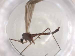  ( - CBG-A00977-B08)  @11 [ ] CreativeCommons - Attribution (2023) Centre for Biodiversity Genomics Centre for Biodiversity Genomics