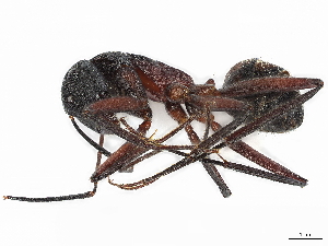  ( - CBG-A01194-H07)  @11 [ ] CreativeCommons - Attribution (2023) CBG Photography Group Centre for Biodiversity Genomics