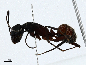  ( - CBG-A01195-A08)  @11 [ ] CreativeCommons - Attribution (2023) CBG Photography Group Centre for Biodiversity Genomics