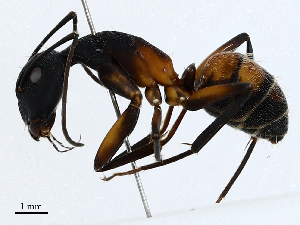  ( - CBG-A01195-C05)  @11 [ ] CreativeCommons - Attribution (2023) CBG Photography Group Centre for Biodiversity Genomics